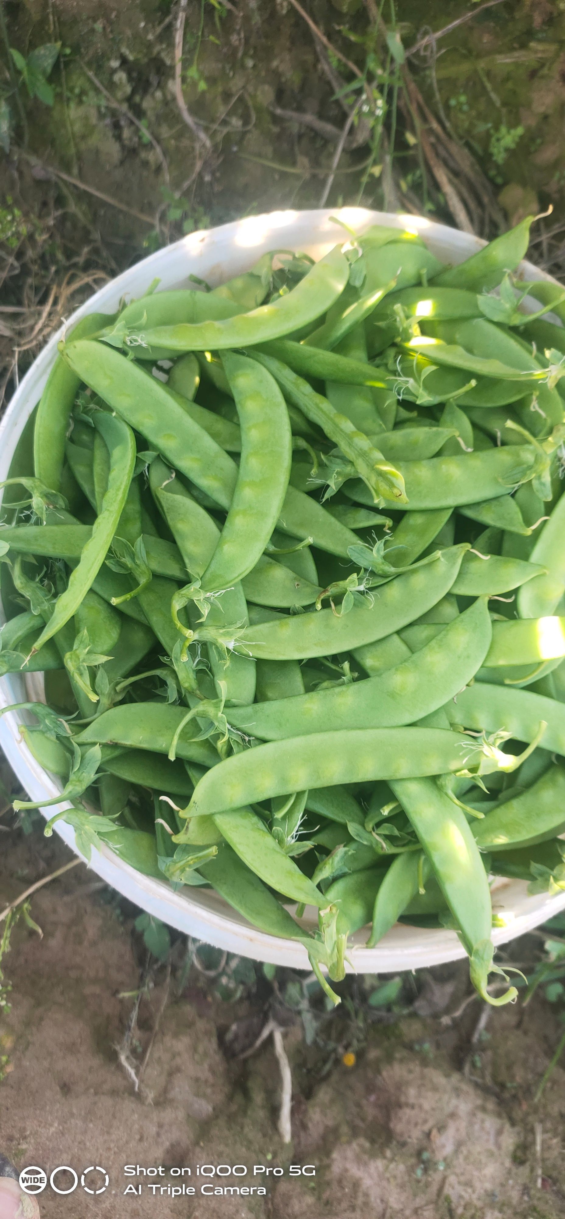 云南荷兰豆，珍宝豆，片子大，绿，嫰，新鲜现摘现发喜欢来谈