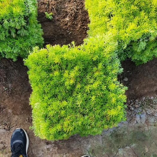 青州市 金叶佛甲草，黄金条方盘苗，金叶佛甲草穴盘苗，佛甲草屋顶绿化