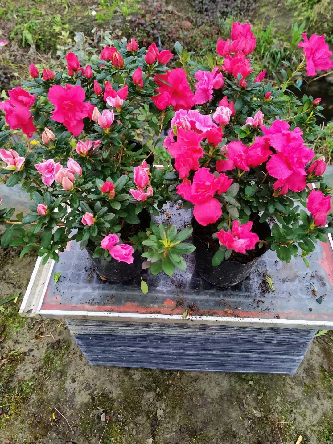 西洋杜鹃   杜鹃花
