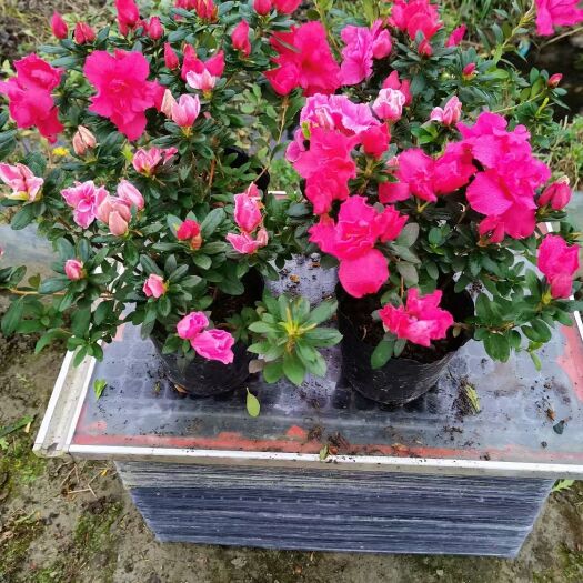 成都西洋杜鹃   杜鹃花