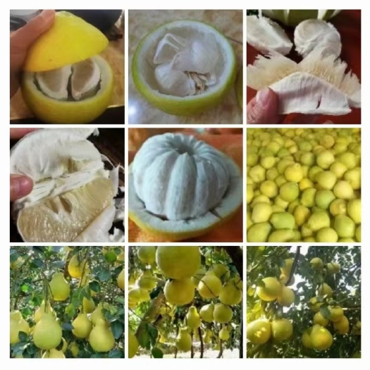 江永县 正宗江永老树沙田柚，糖分高，皮薄多汁，口感清甜，个头均匀