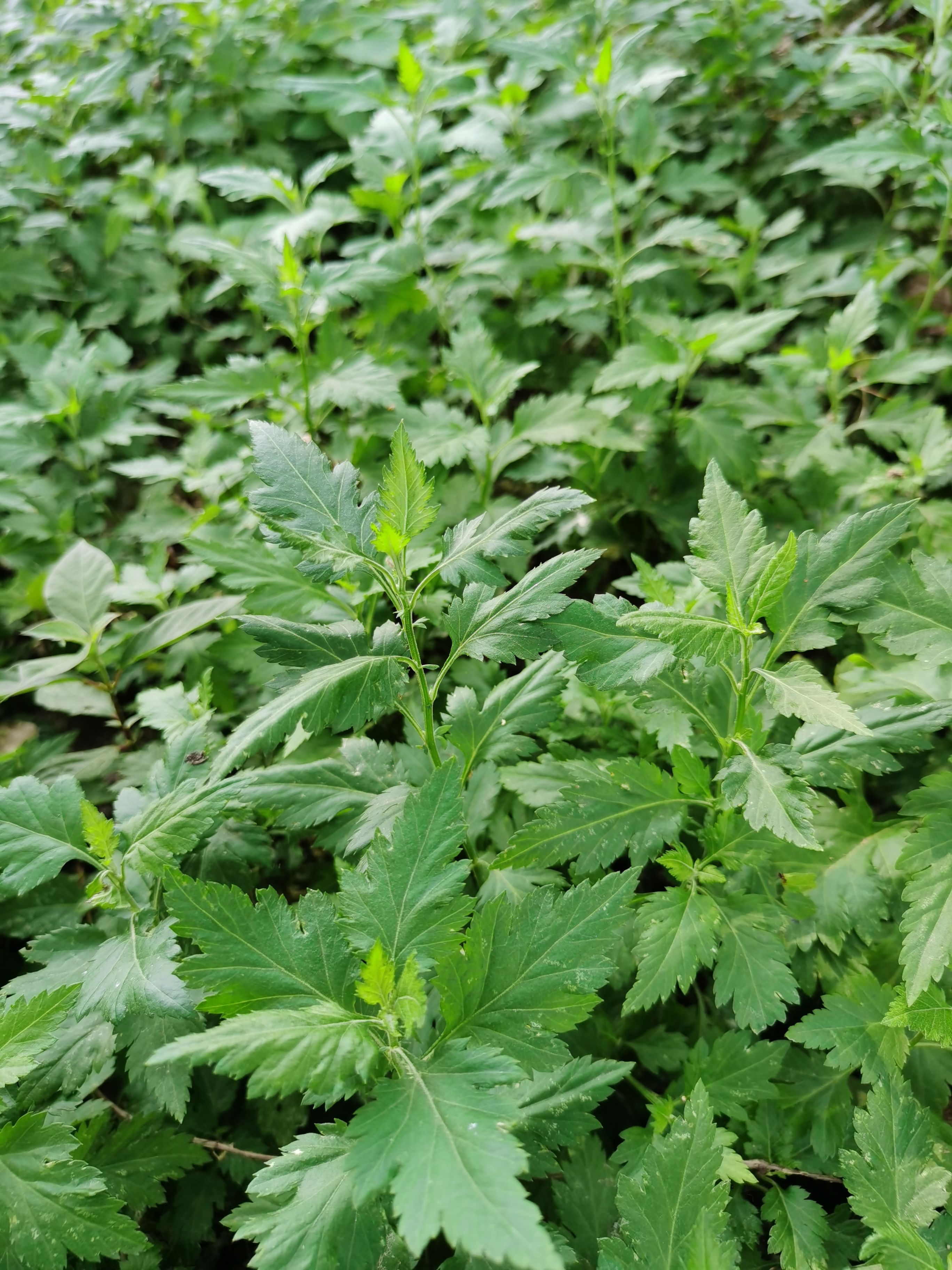 菊花脑苗 菊花脑种苗 多年生 合作社基地直供