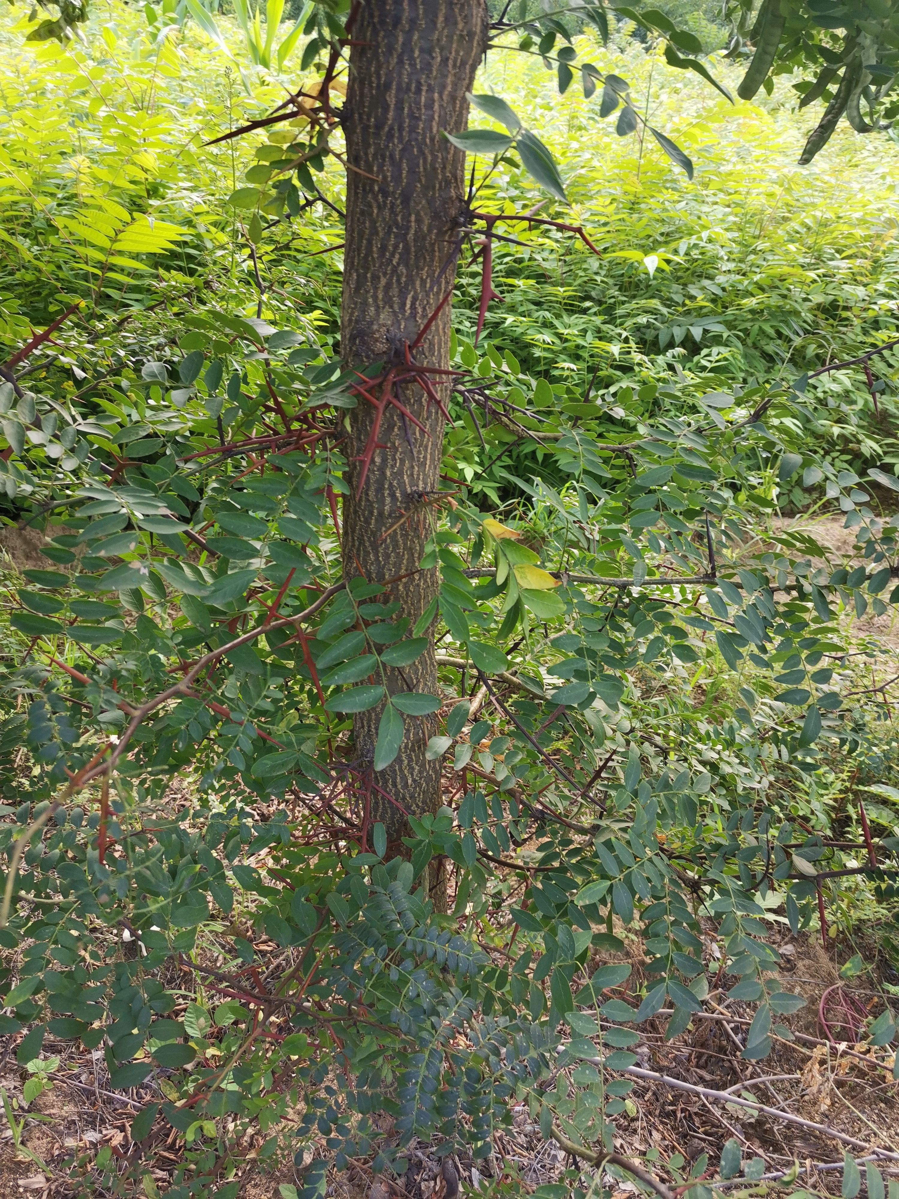 长沙皂角苗 皂角树苗，根系好，成活率高，是很有价值的树种，