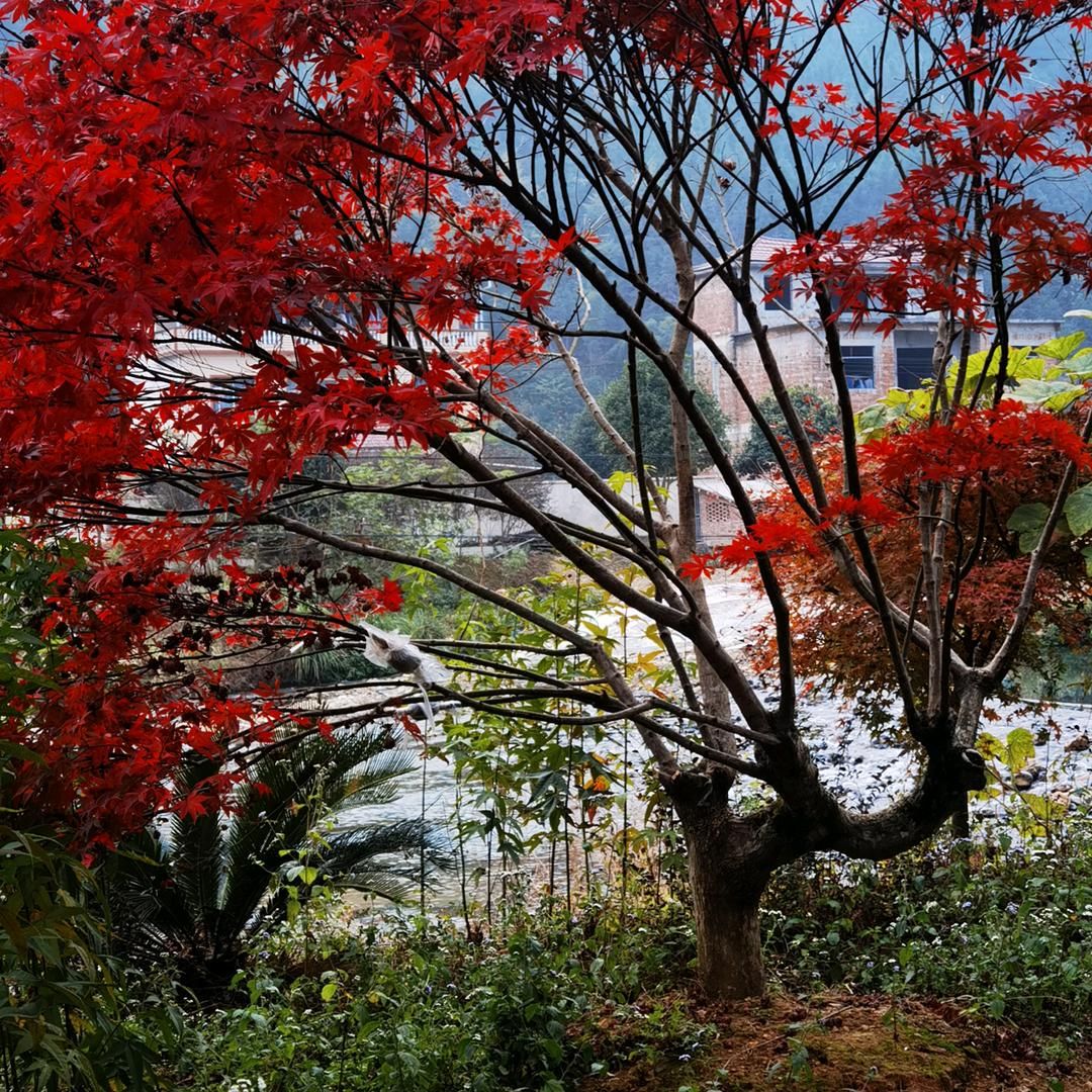 羽毛枫