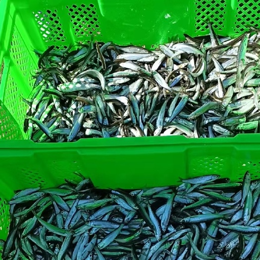 大理市翘嘴鲌鱼 白鱼 白条 破肚白条