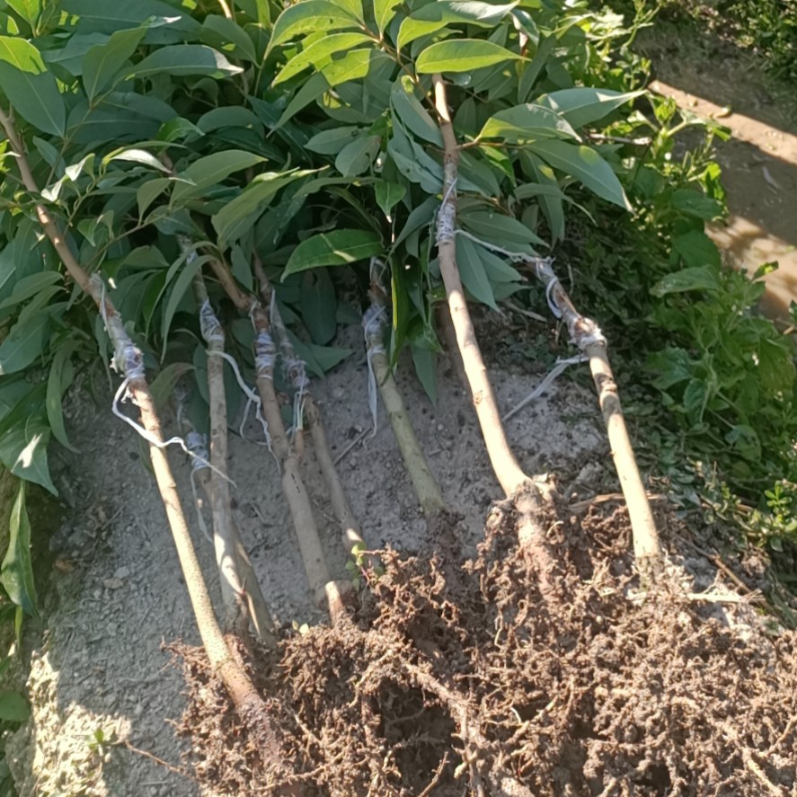 [妃子笑荔枝苗批发]妃子笑荔枝苗 嫁接苗 裸根苗价格5元/棵 - 惠农网