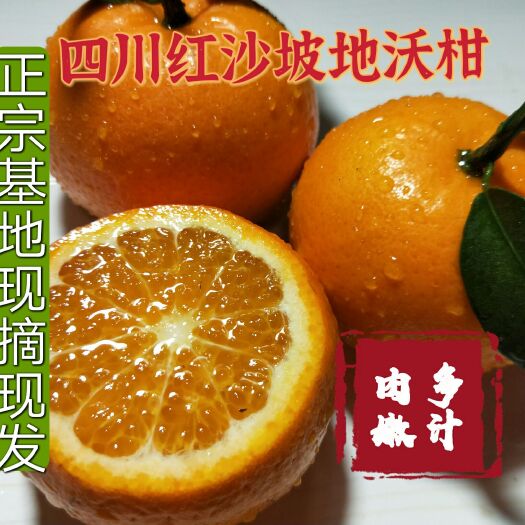 屏山县沃柑 新鲜应季水果 四川红沙坡坡种植的柑橘 5斤装包邮