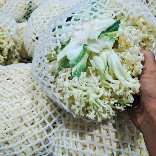 漳浦县白花菜花 适中 福建省漳州市漳浦县 2~3斤 