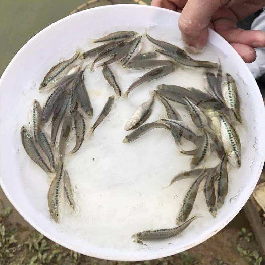 博罗县加州鲈鱼苗