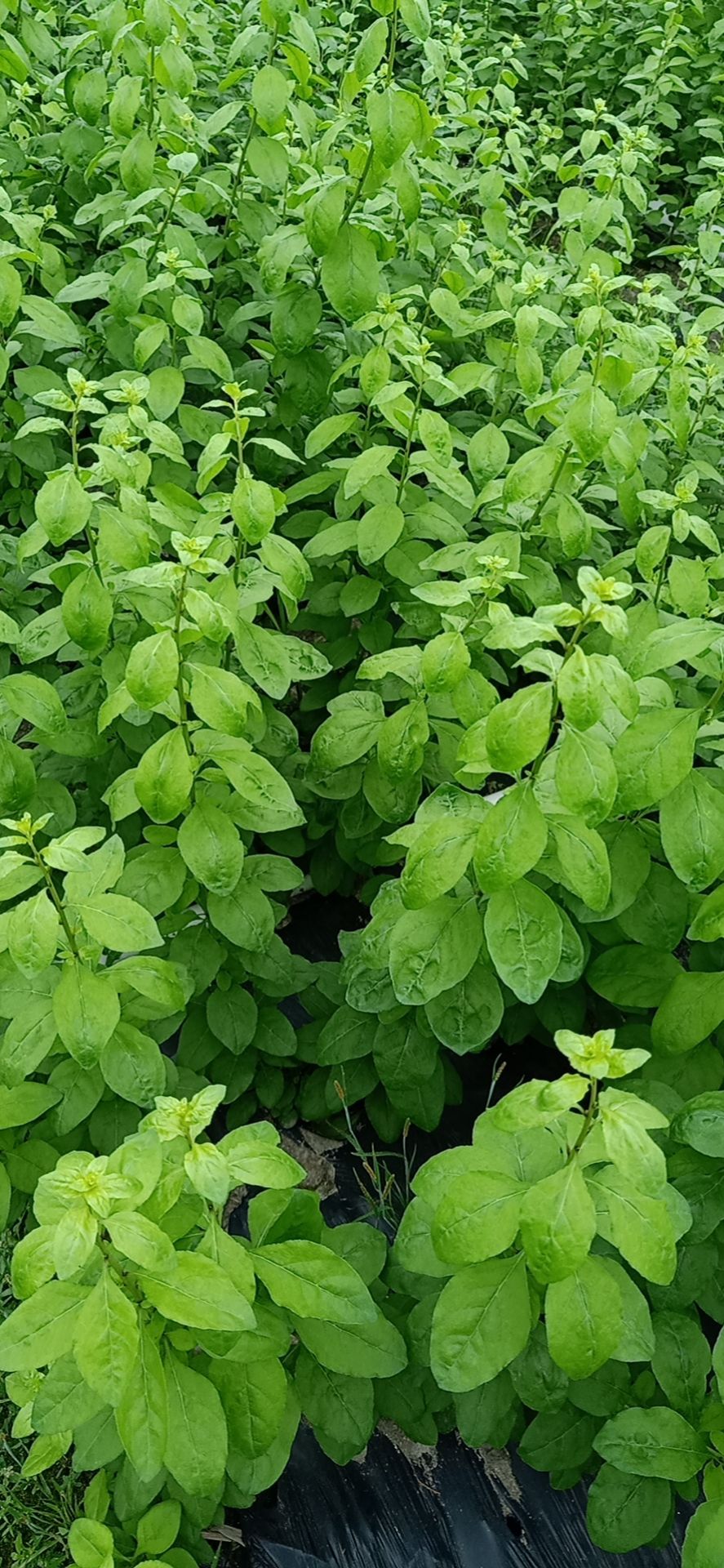 枸杞叶 二百亩种植基地