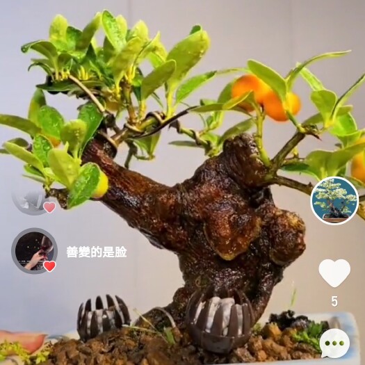永嘉县水杨梅 