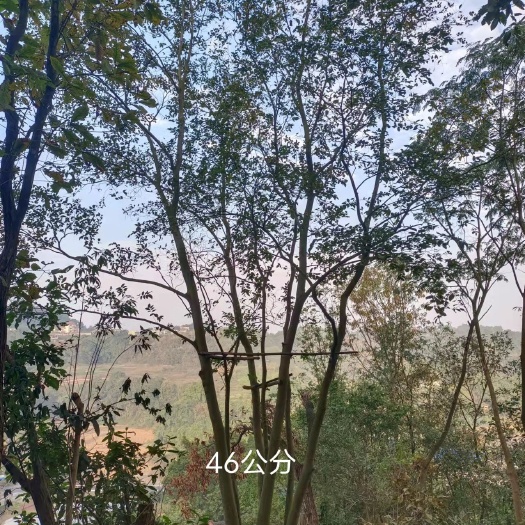 屏山县丛生朴树 朴树