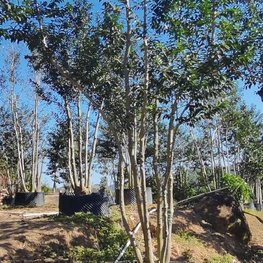 揭阳红果铁冬青又称万紫千红四季常青，枝条曲折变化寓意万子千孙