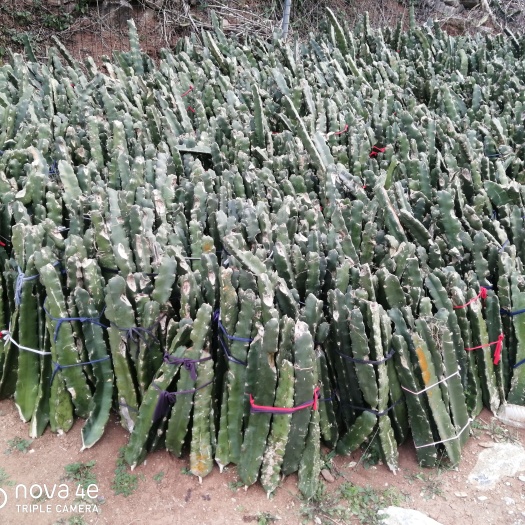 靖西市红皮红肉火龙果苗 火龙果种苗