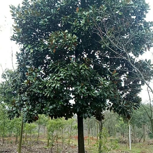 南京广玉兰价格，广玉兰基地，广玉兰产地，大量处理5-40公分