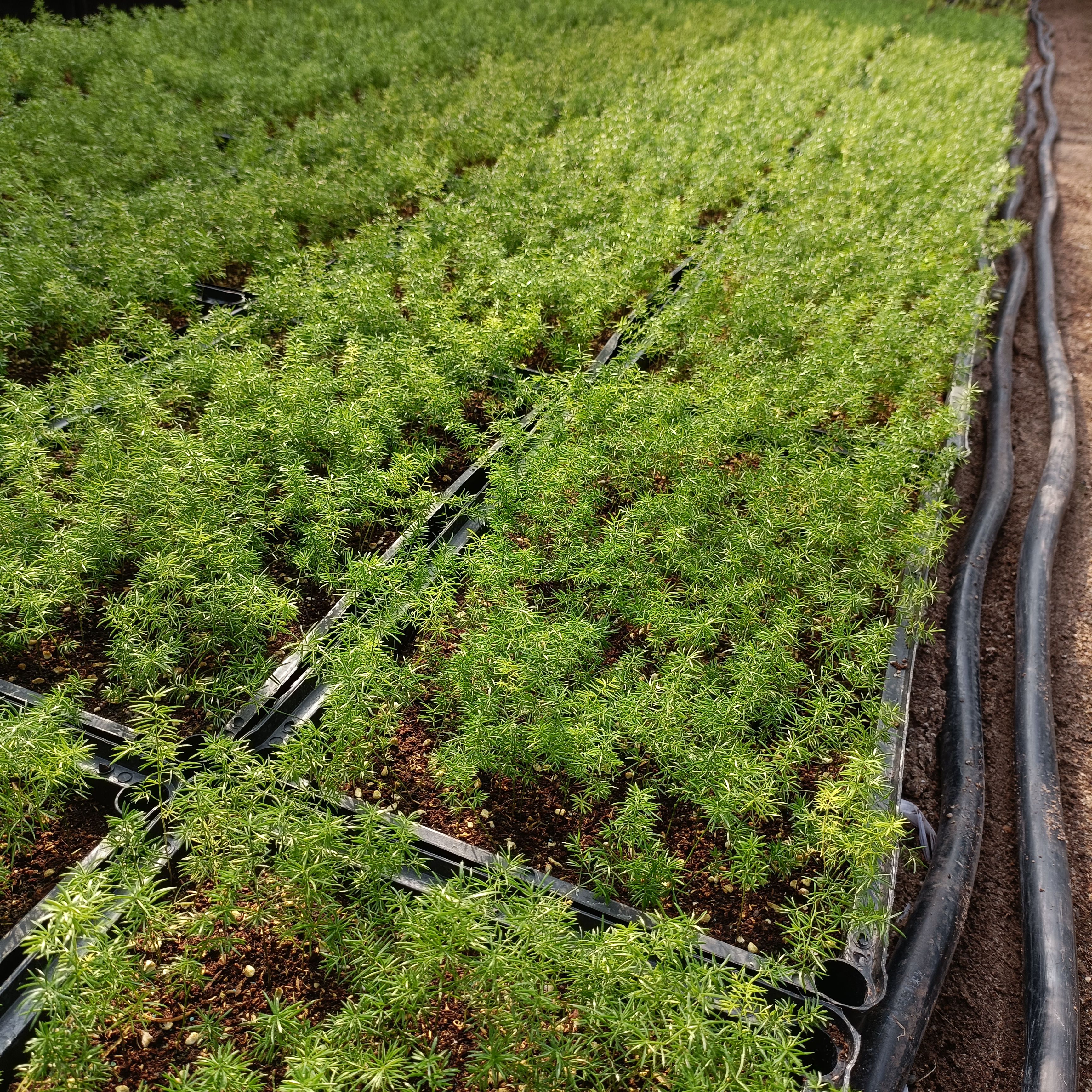 狐尾武竹苗 狐尾天门冬 室内观叶花卉盆栽绿植