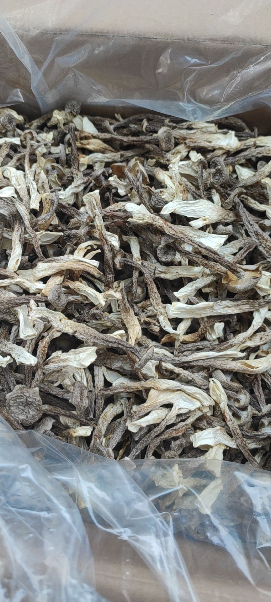 鹿茸菇 古田精选 厂家直销 去根鹿茸菌