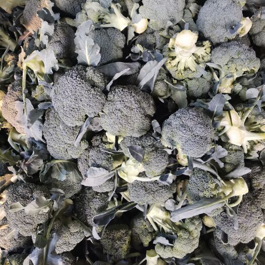 新野县台绿西兰花大量上市中，质量好价格低有需要的联系。