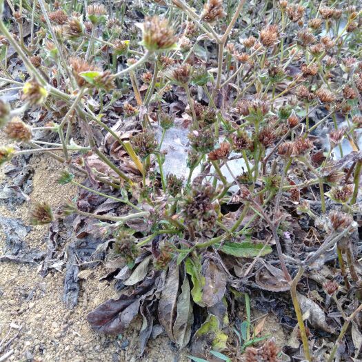 博白县地胆草 红花大样地胆头，头根鲜货，物美价廉。