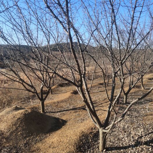 调兵山市杏树苗 六年生杏树，绿化工程优选