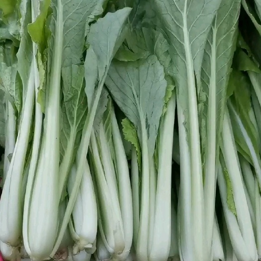 邯郸 小白菜