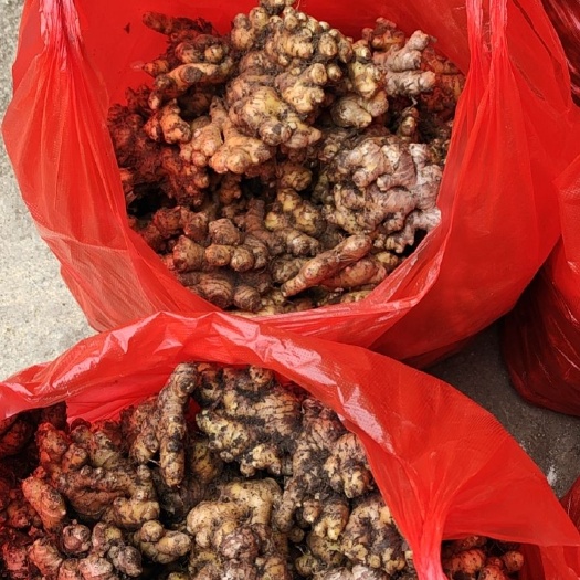 西林县广西西林县古障镇 小黄姜，可做烤姜，菜姜，市场姜等等。