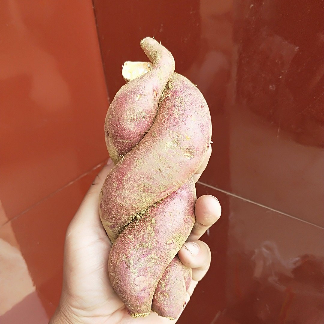 鸡蛋黄红薯  大量供应西瓜红，适应于工厂、超市、电商、市