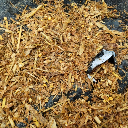 太和县玉米秸秆  精品黄储，有大量玉米粒，质量保证，需要的联系
