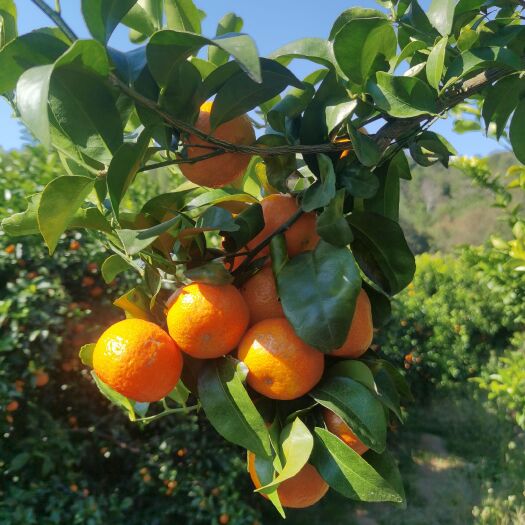 连平县无核化渣沙糖桔