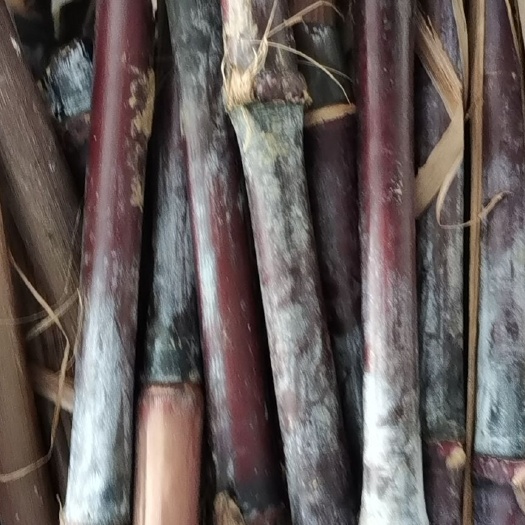 宾阳县甜象草种子 紫象草