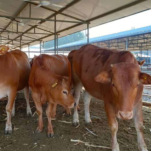 江油市牛鲁西黄黄牛犊，改良肉牛犊少钱一头？