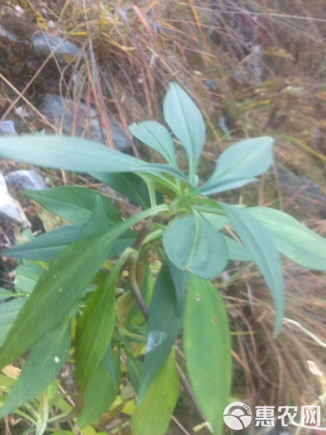  中药材龙胆草