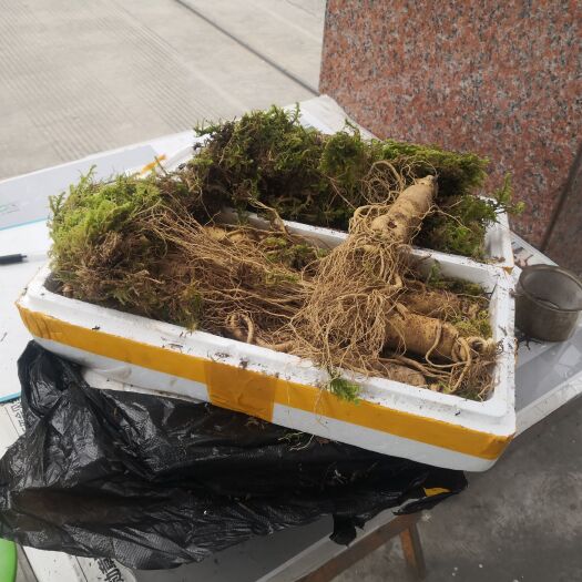 长白县 优质高档吉林长白山人参