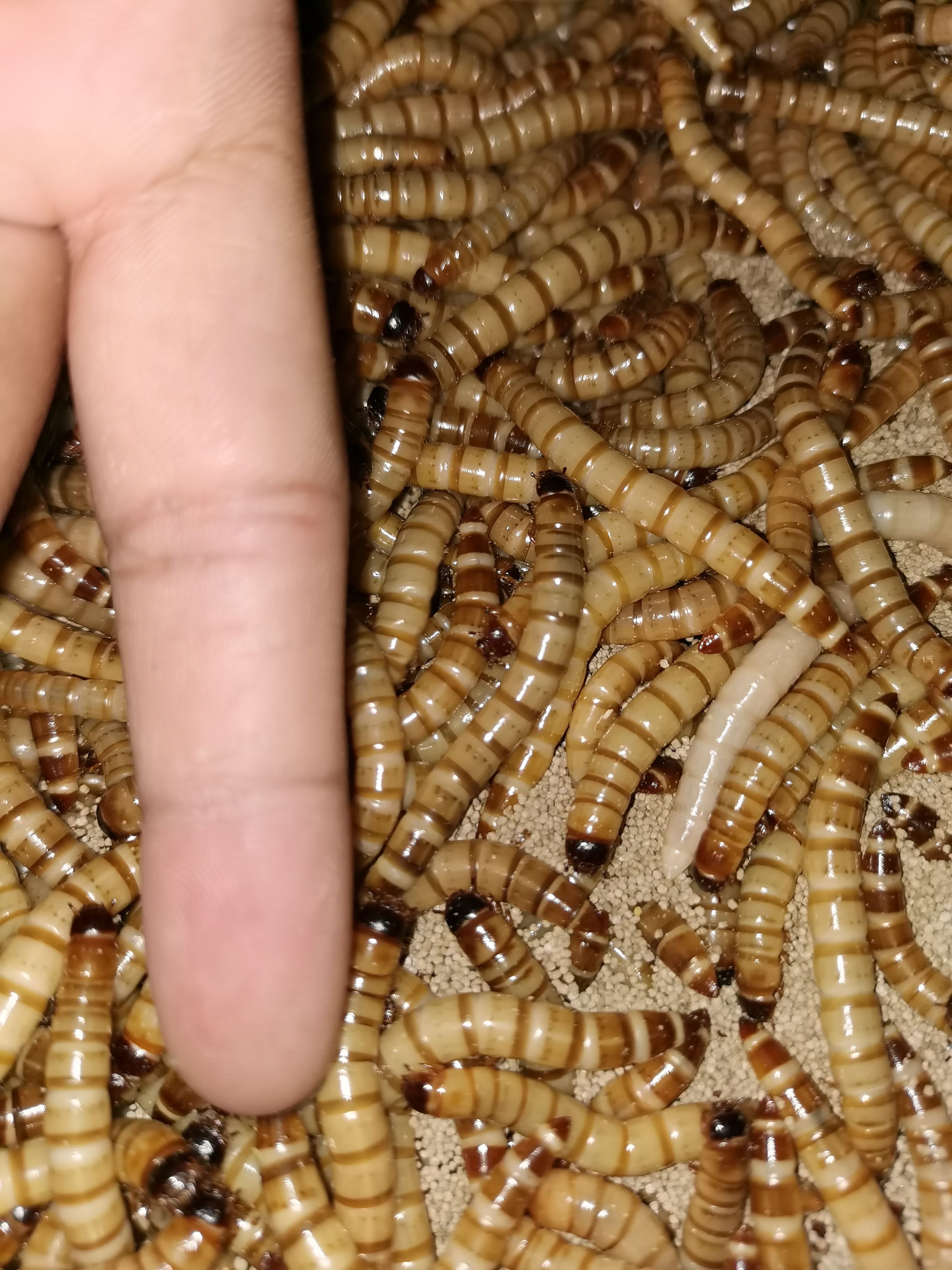 大麦虫蛋白虫零售批发