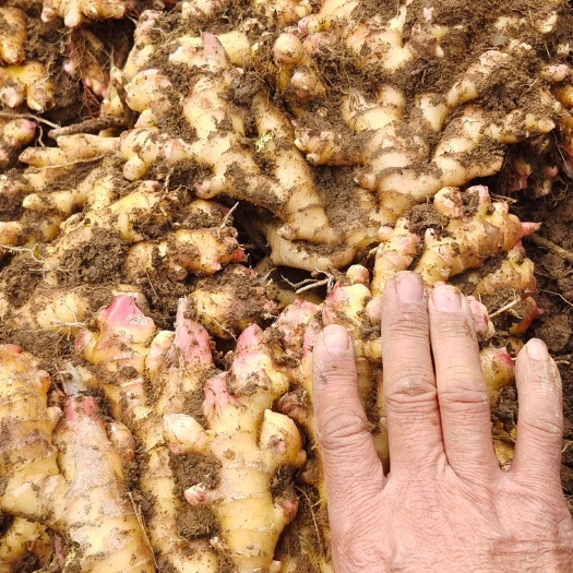 柳州老姜，广西柳州区瑶山大黄姜（新老姜）