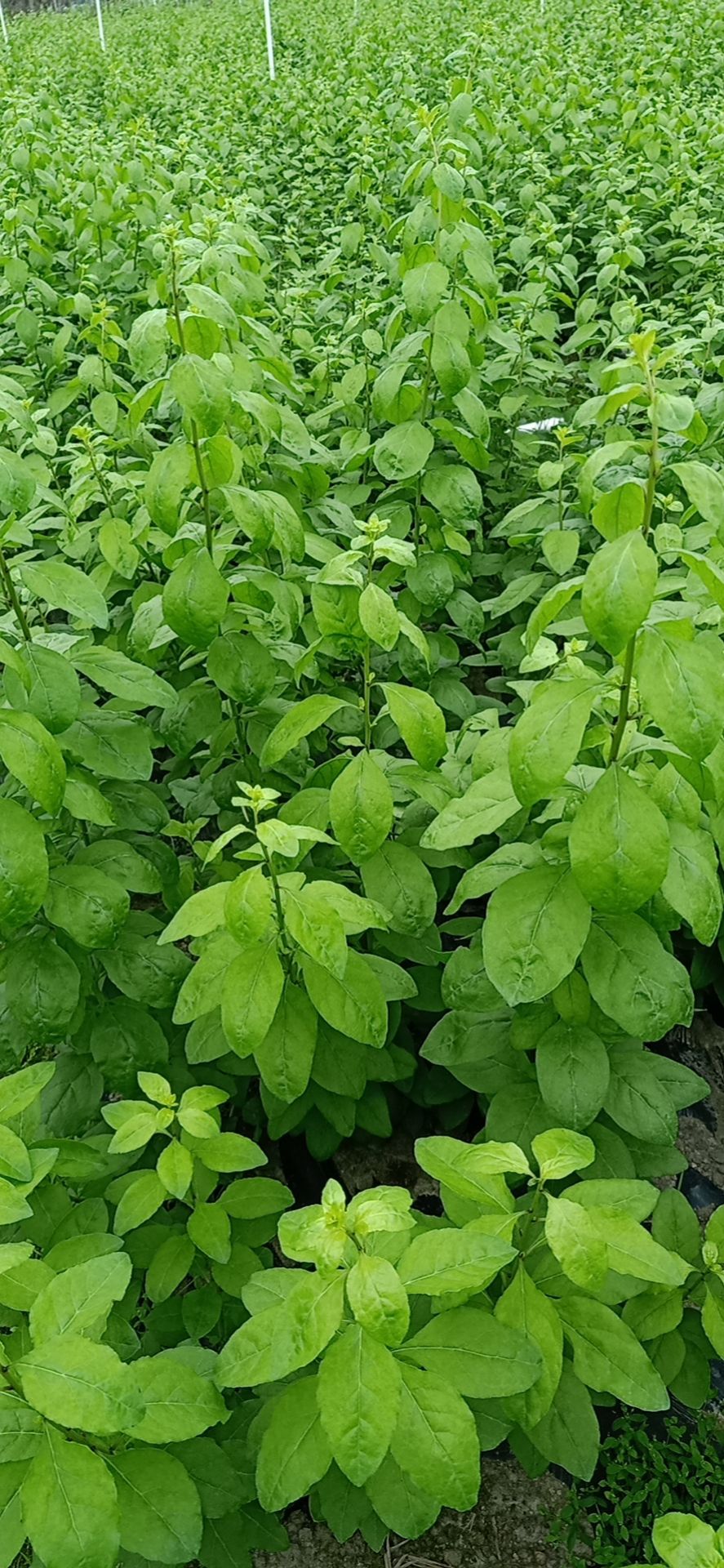 枸杞叶 二百亩种植基地