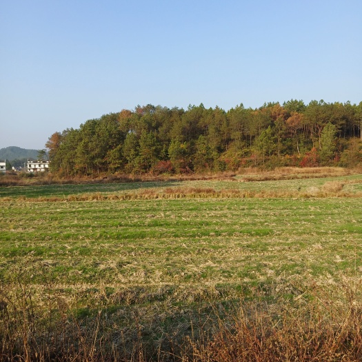 吉安县旱地，旱田，水田出租，适合种植经济作物，也可以种植一季水稻