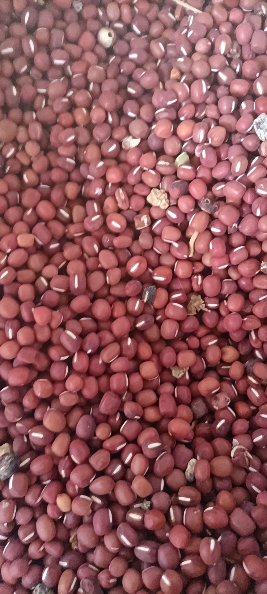  陕西省汉中红小豆批发红豆农家自产新红小豆赤小豆红豆薏米粥