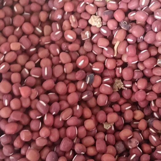 洋县 陕西省汉中红小豆批发红豆农家自产新红小豆赤小豆红豆薏米粥