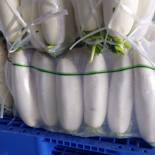 天门市 精品白萝卜