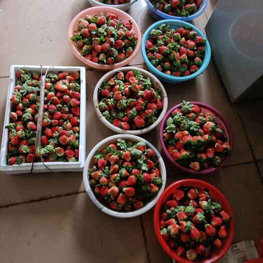广州 草莓  大果特红