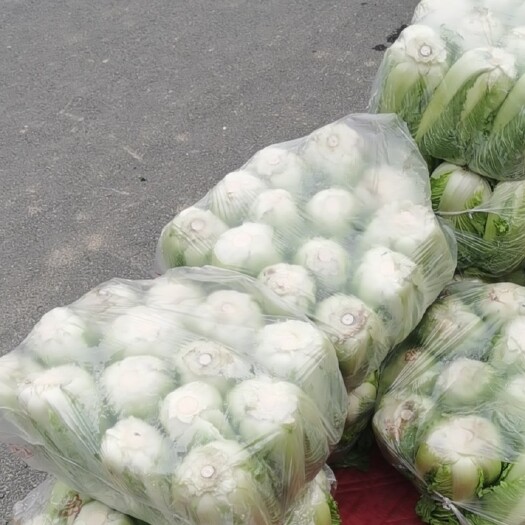 石家庄 大白菜，大量有货