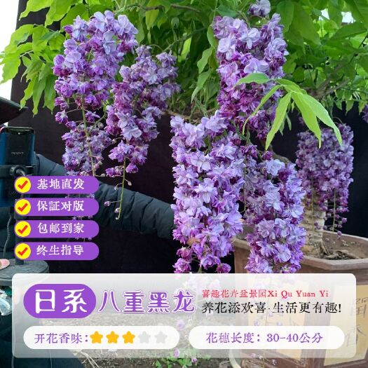 莒县多花紫藤 紫藤嫁接桩苗爬藤植物庭院围墙多季开花盆栽