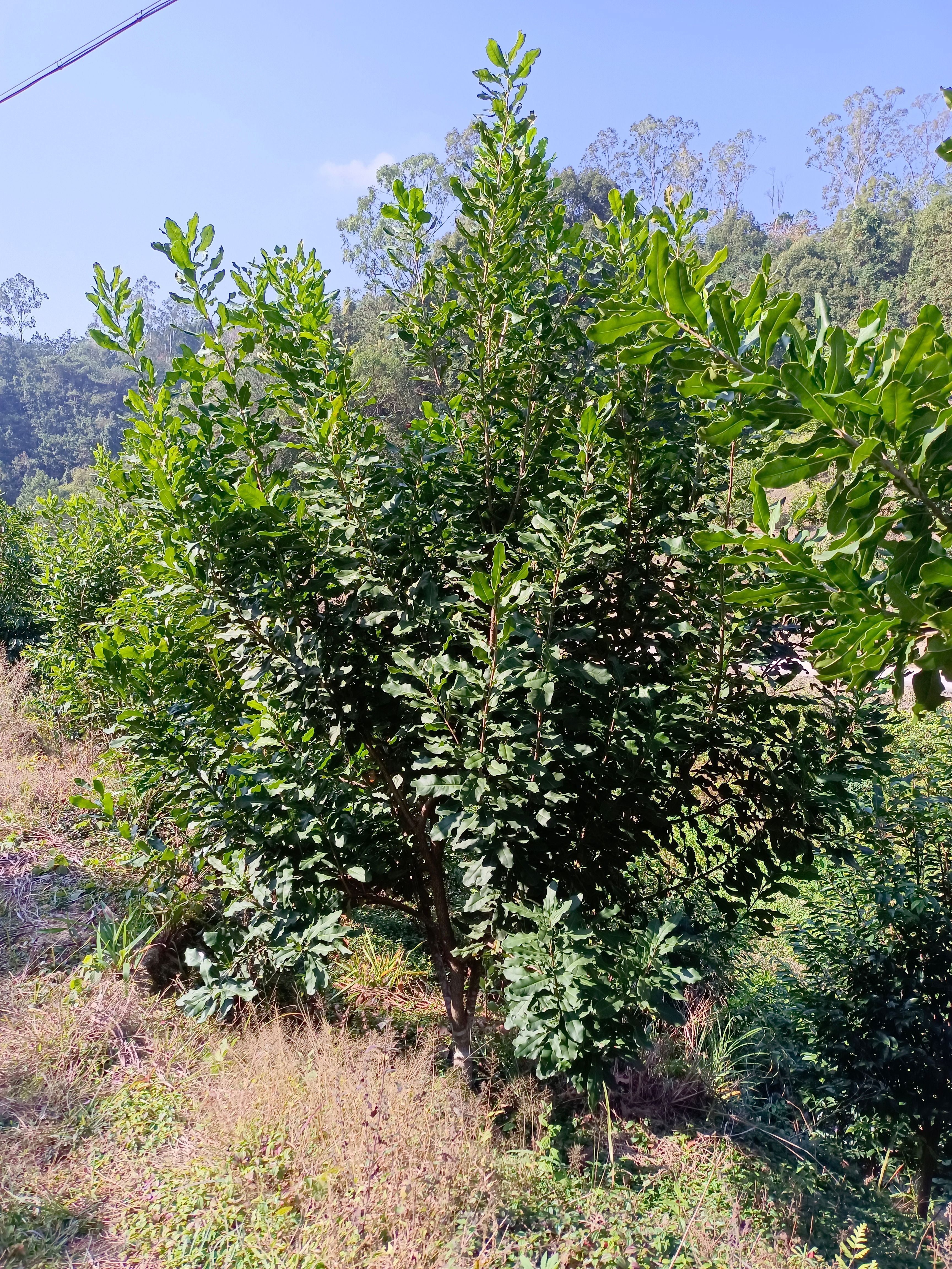 夏威夷果苗 澳洲坚果(夏威夷果)