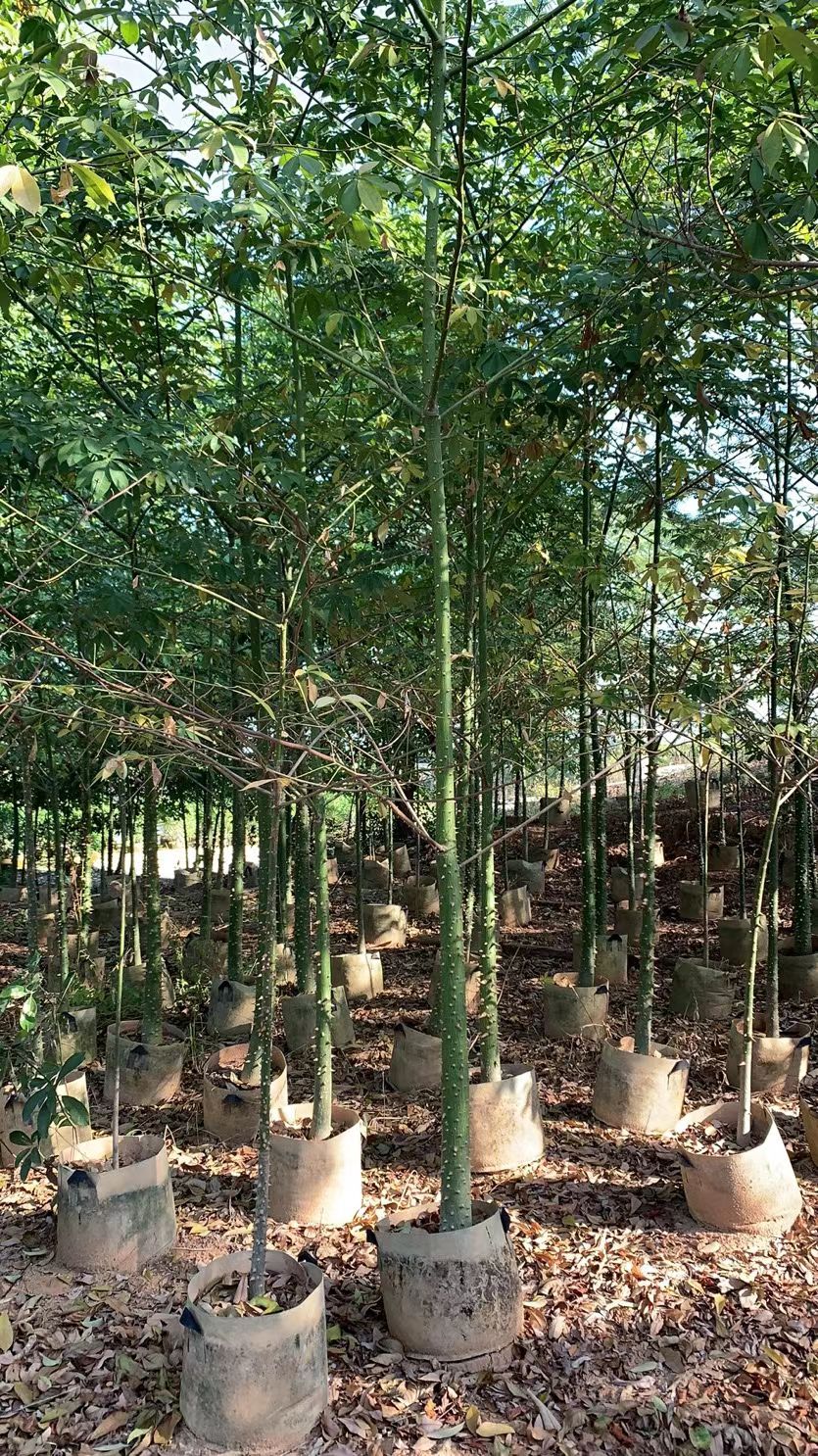 美丽异木棉 美人树 大腹木棉