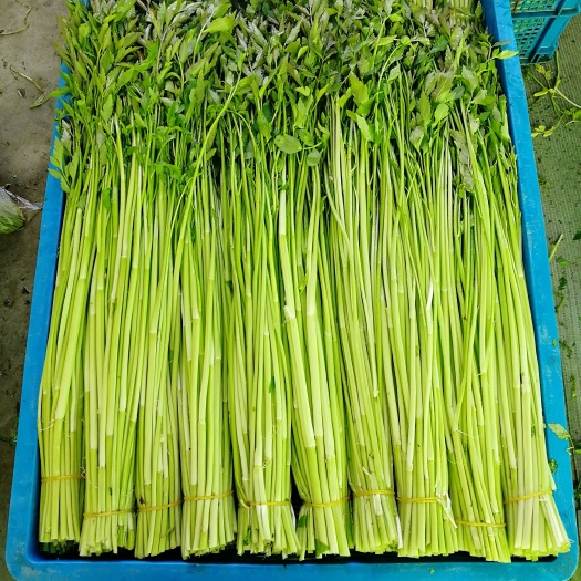 水芹菜    纯农家肥种植蔬菜