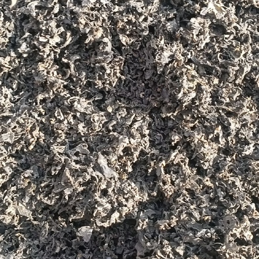 同心县 免洗地皮菜。