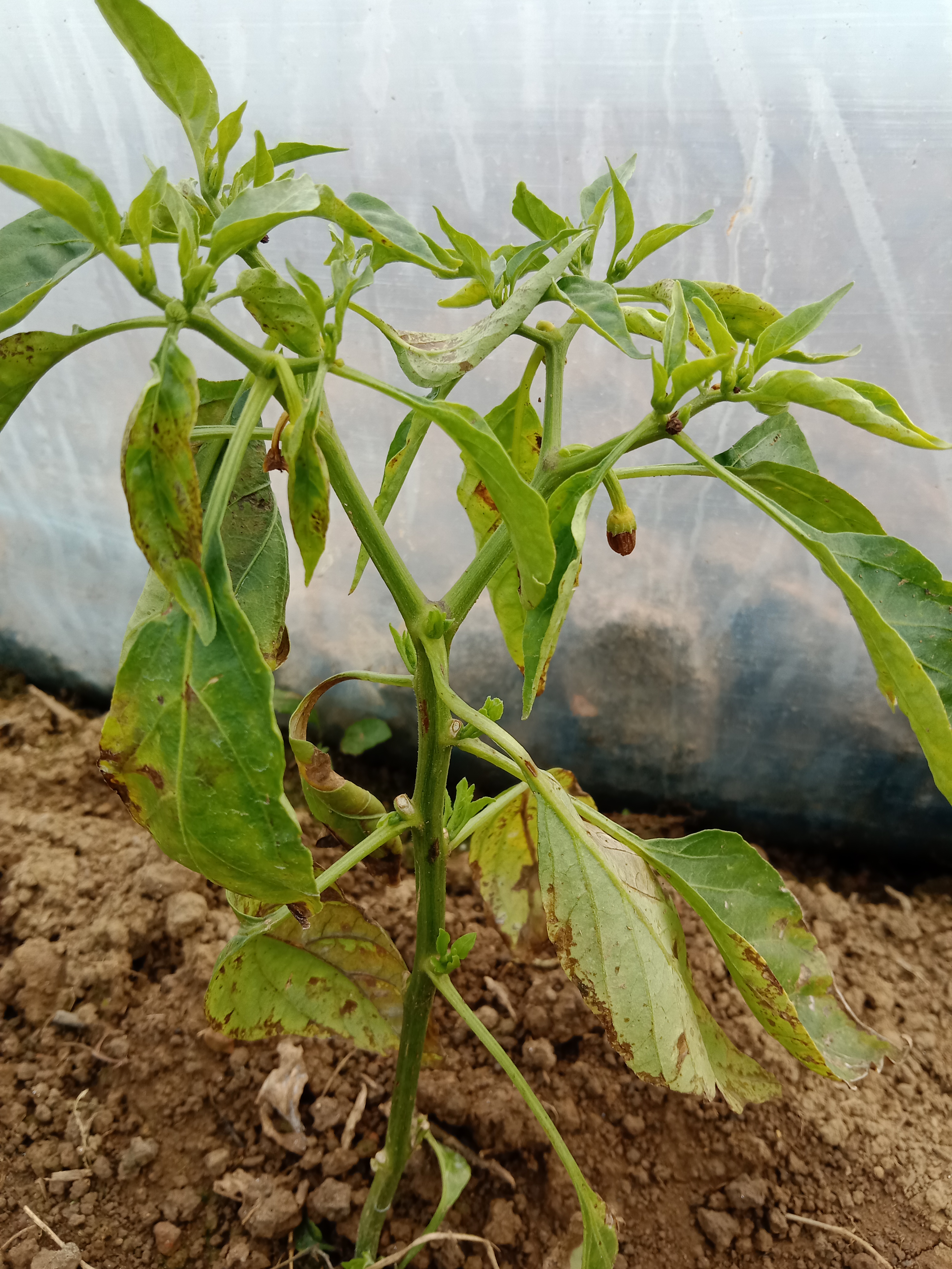 老师您好大棚种植的辣椒叶黄枯生长慢矮株是什么病要怎么治疗