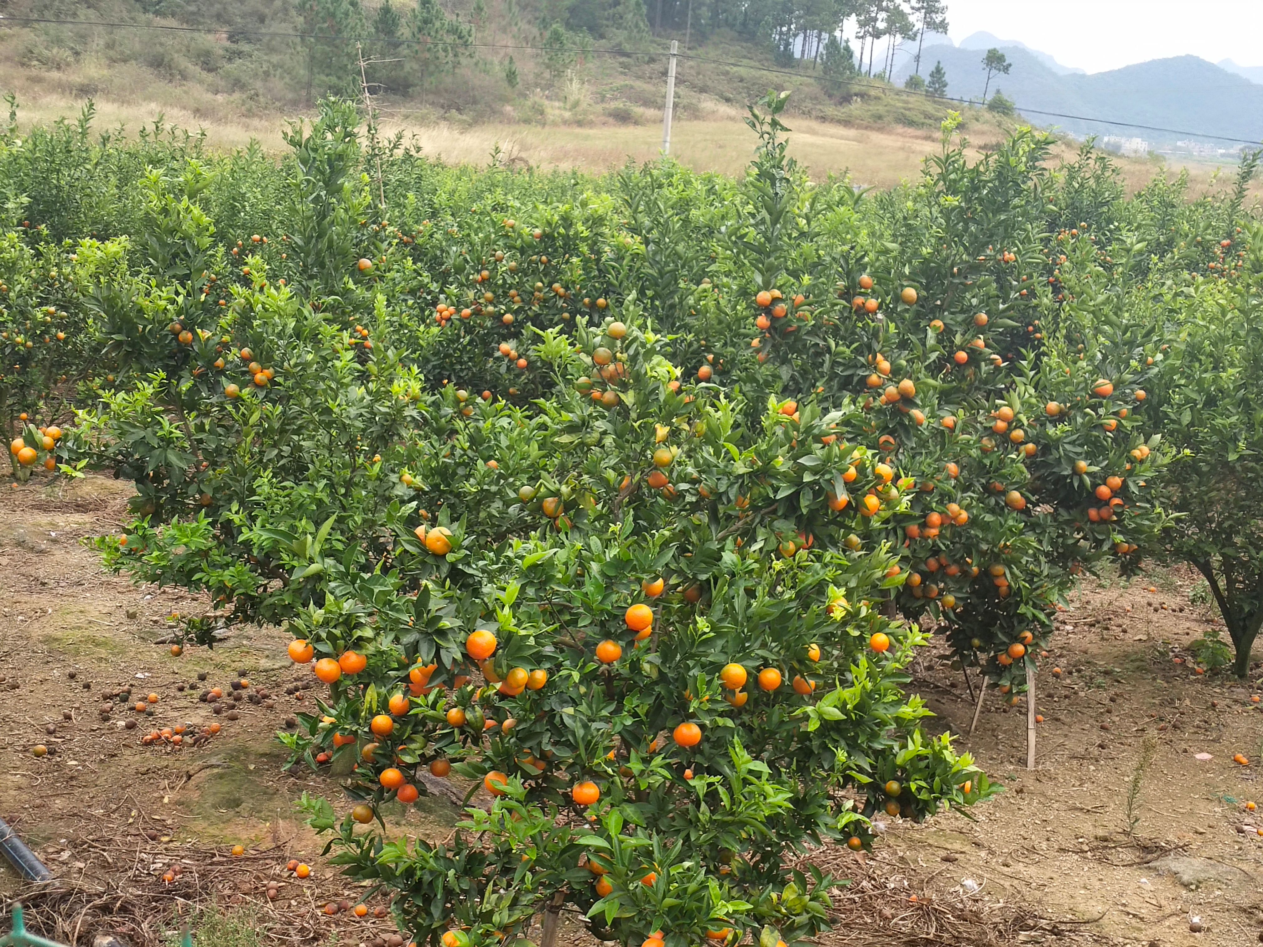 黄金柑 东方红橘