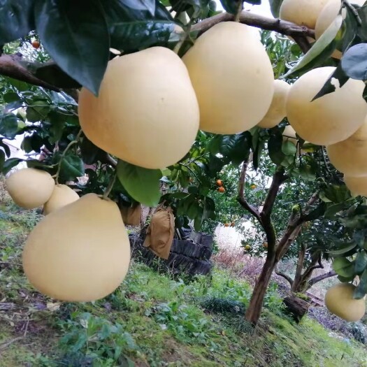 宣恩县白柚柚子水果脆甜批发零售